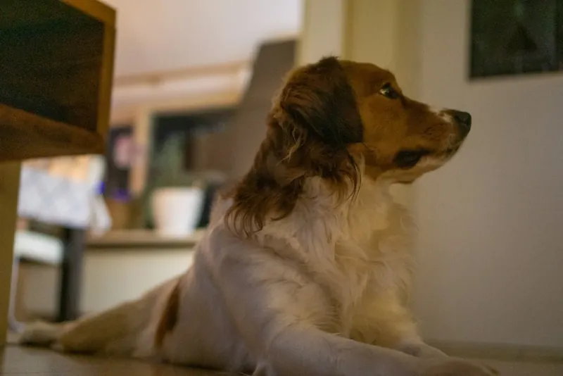 Cão tranquilo em casa enquanto os donos estão fora