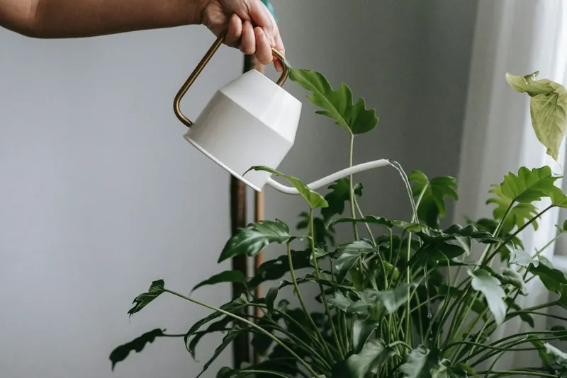 Rega de plantas em casa durante a ausência